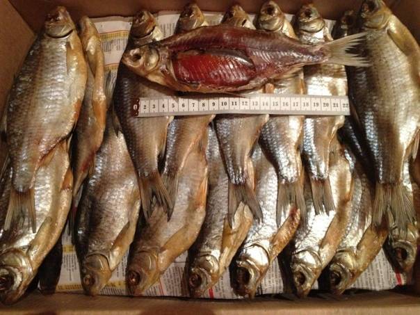 Вобла – описание рыбы с фото; польза и вред; пищевая ценность и калорийность