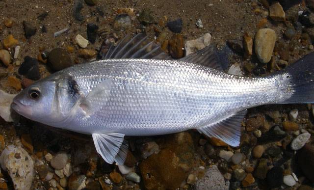 Рыба вырезуб: фото и описание, где водится, особенности ловли