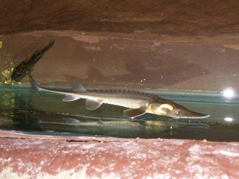 Лопатонос обыкновенный. все о необычной рыбе