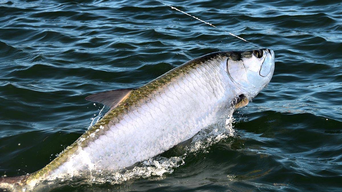 Тарпон - рыба  для спортивной рыбалки. описание видов, строение и ареал обитания.