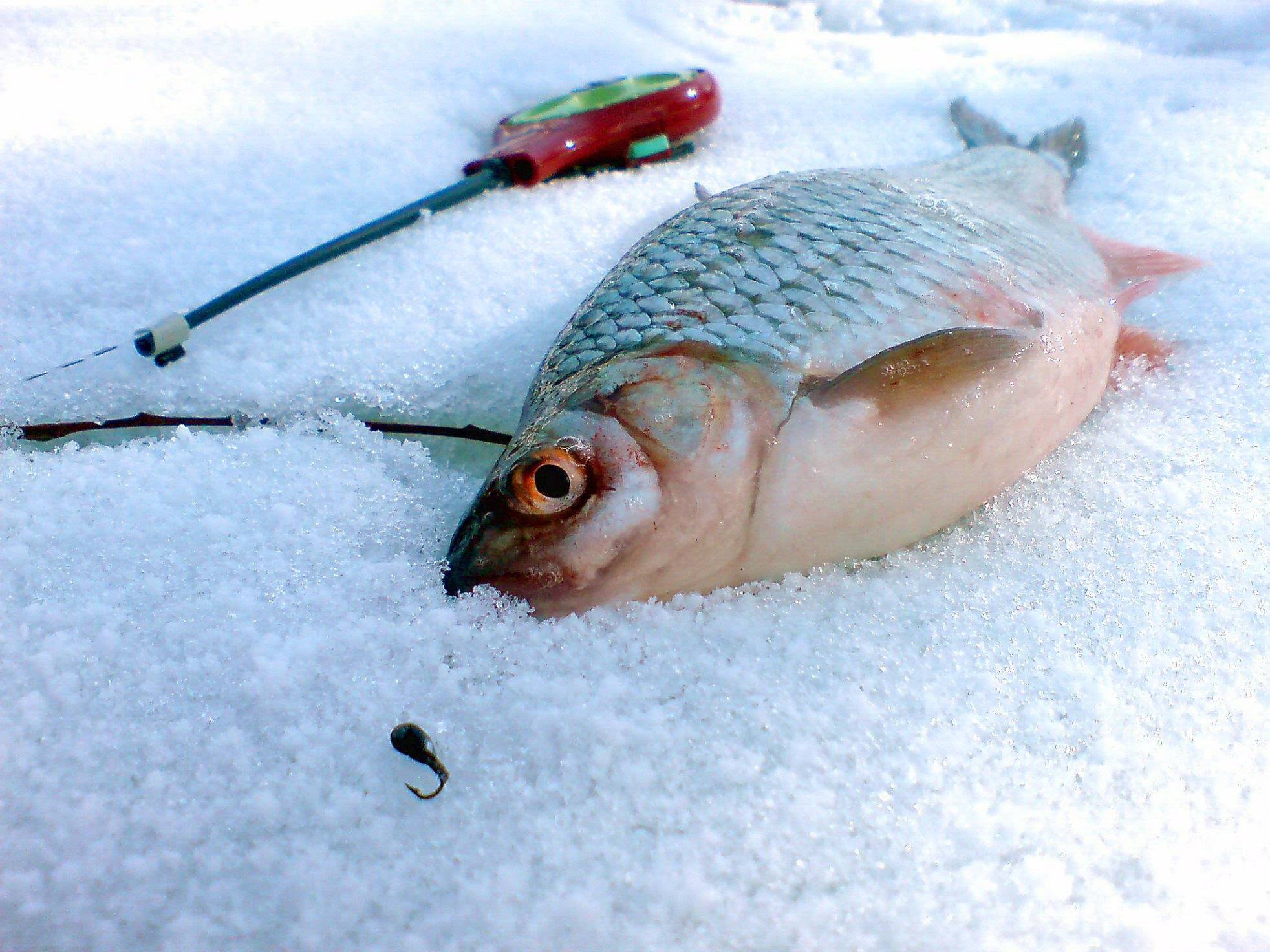 Что нужно для зимней рыбалки. фото. видео - fishing world