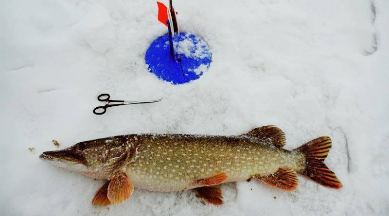 Особенности зимней рыбалки, ловля щуки на блесну: как ловить хищника зимой