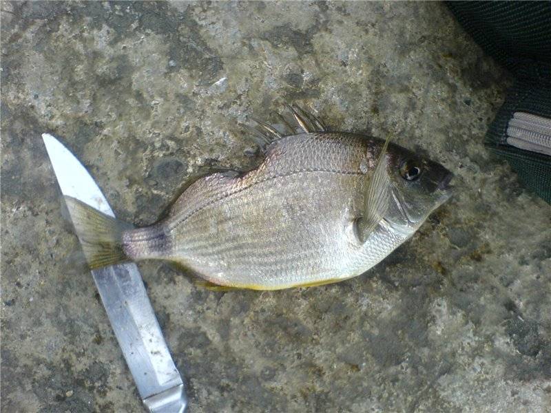 Рыба усач: описание, распространение и способы ловли