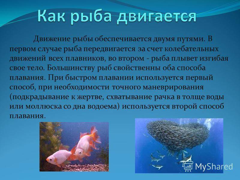 Интересные факты о животных, птицах и рыбах