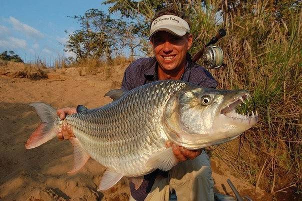 Тигровая рыба голиаф - хищник реки конго
