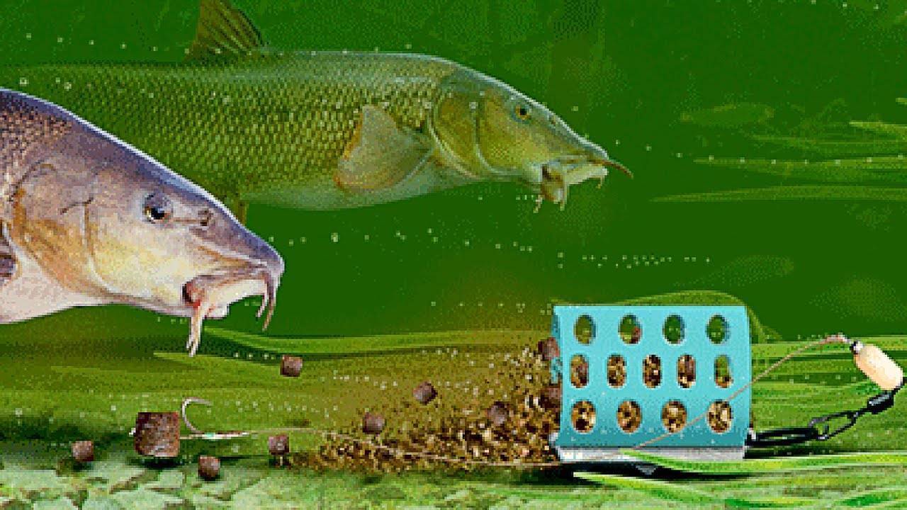 Рыбалка для новичков: основные секреты как ловить рыбу для начинающих