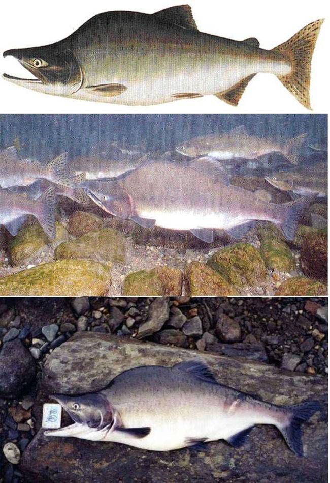 Рыба «Горбуша» фото и описание