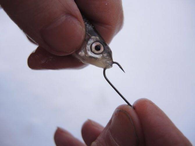 Как цеплять живца для ловли рыбы?