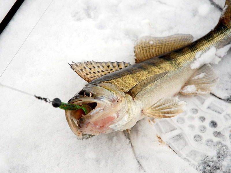 Зимняя рыбалка на судака – советы по ловле и прикормке [2019]