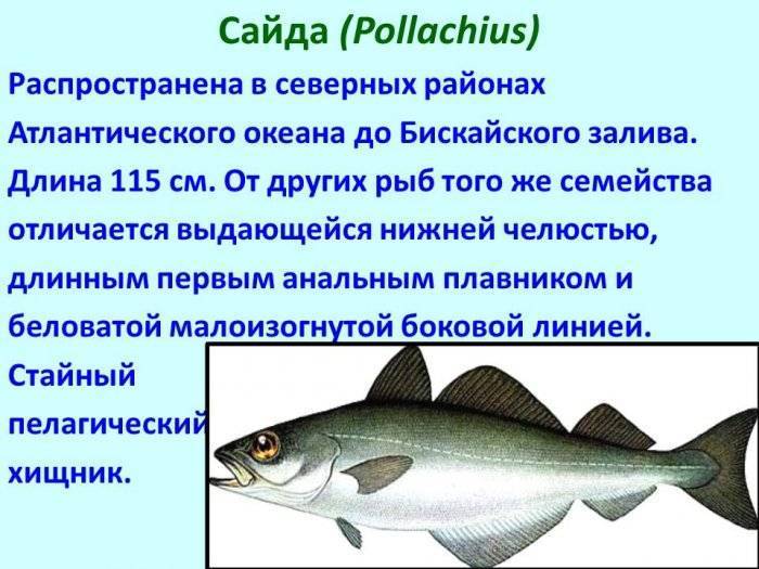 Тресковые породы рыб список