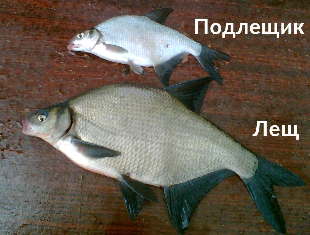 Густера рыба: как выглядит, отличия густеры от подлещика, где водится и когда нерест густеры