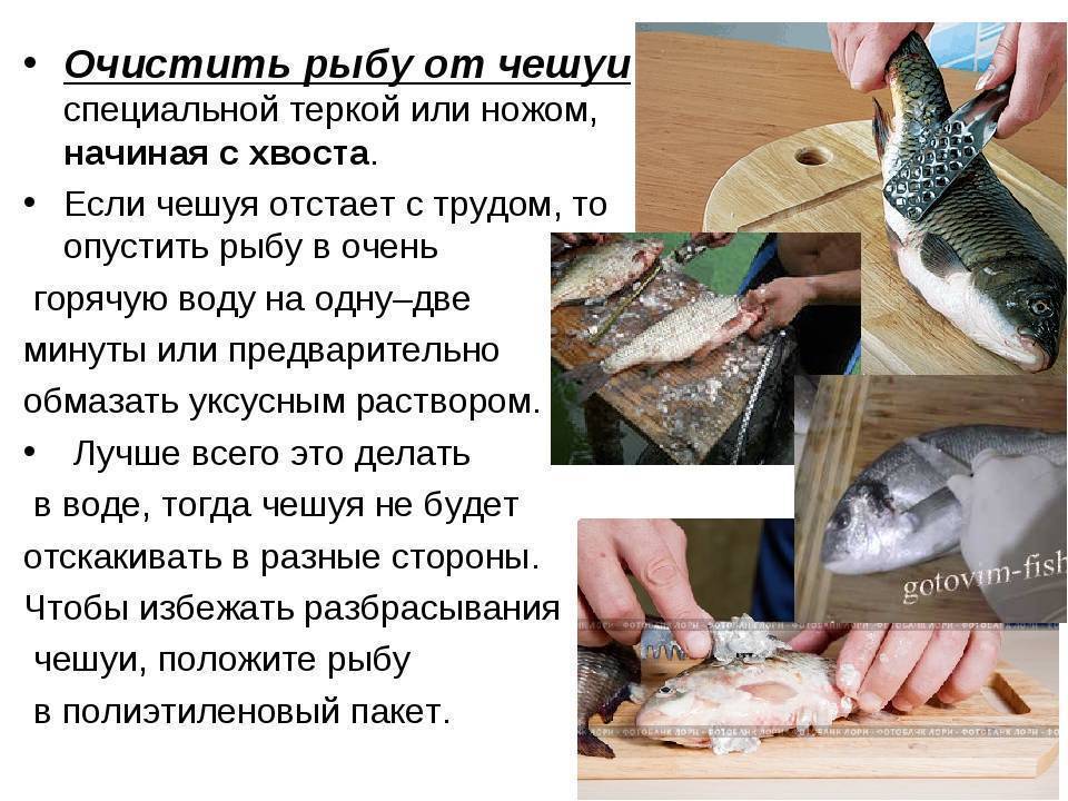 Рыбы без чешуи