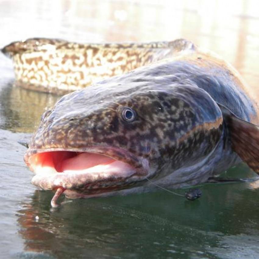 Налим рыба: описание вида с фото, применение, калорийность