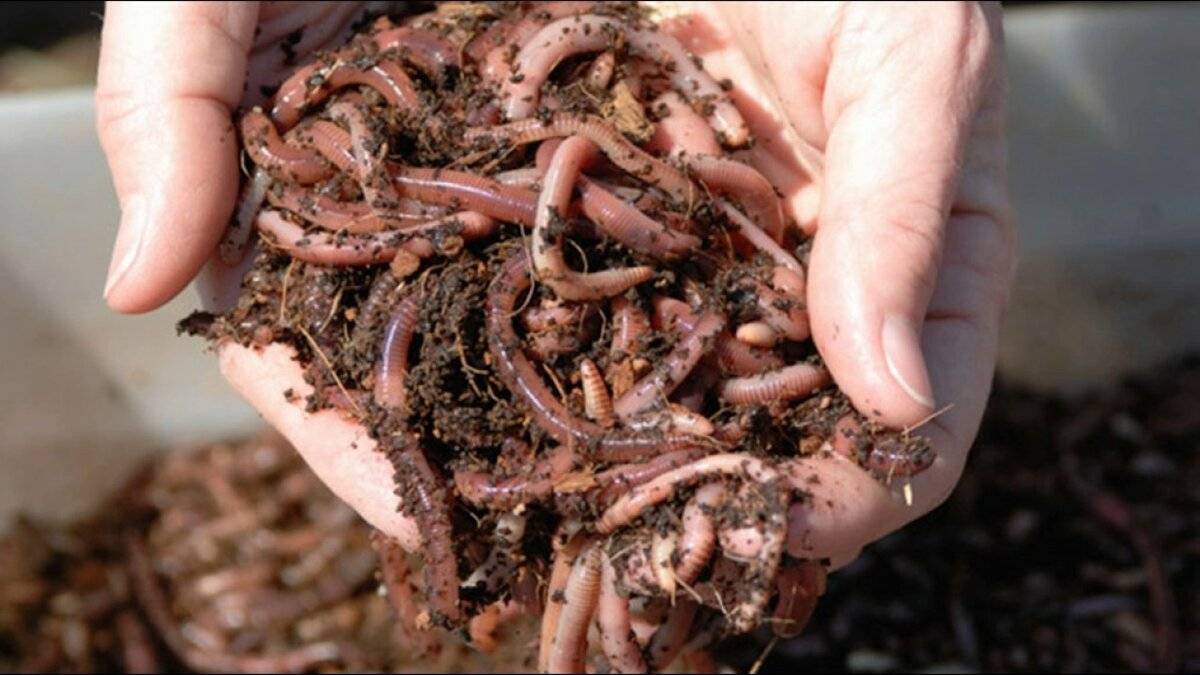 Как разводить червей для рыбалки в огороде + фото и видео