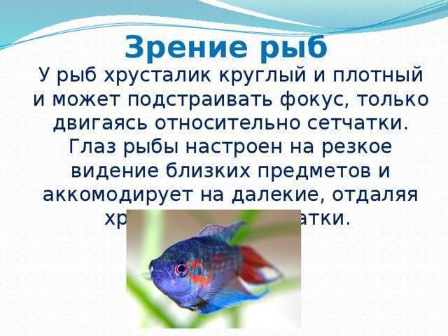 Органы чувств рыб - основной орган, участвующий в отыскании пищи,  схема углов зрения, под которыми рыба видит предметы, находящиеся в воде и под водой