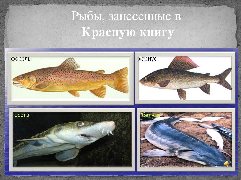 Шамайка - царская рыба: места обитания, ловля, отзывы