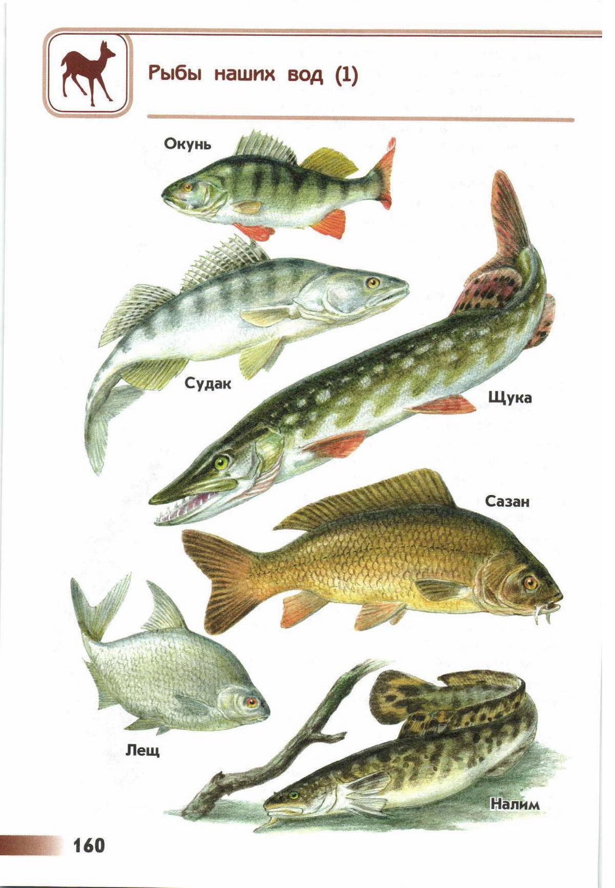 Судак – морская или речная рыба, нерест, где обитает и ловится хищник