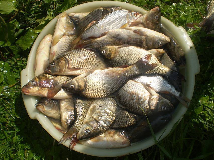 Рыбалка в пензе и пензенской области: рыболовная карта водоемов, платные и бесплатные пруды в кузнецком и других районах. где ловить раков?