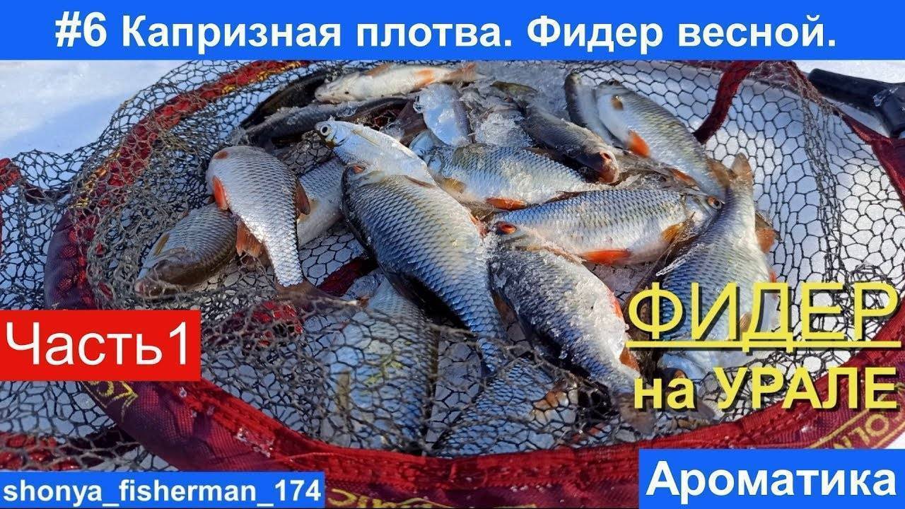 Как ловить плотву на фидер