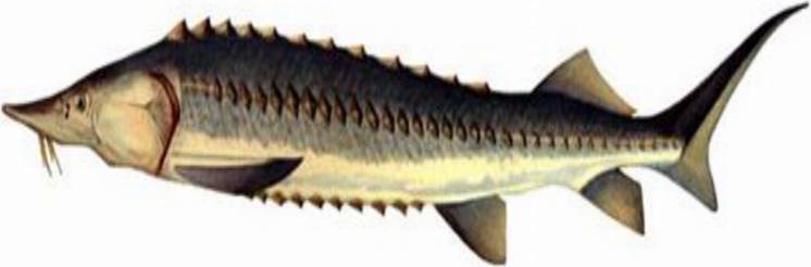 Рыба «Осётр амурский» фото и описание