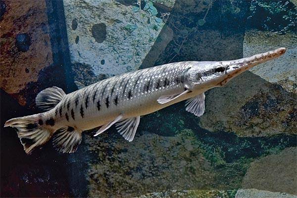 Рыба миссисипский панцирник: описание и среда обитания