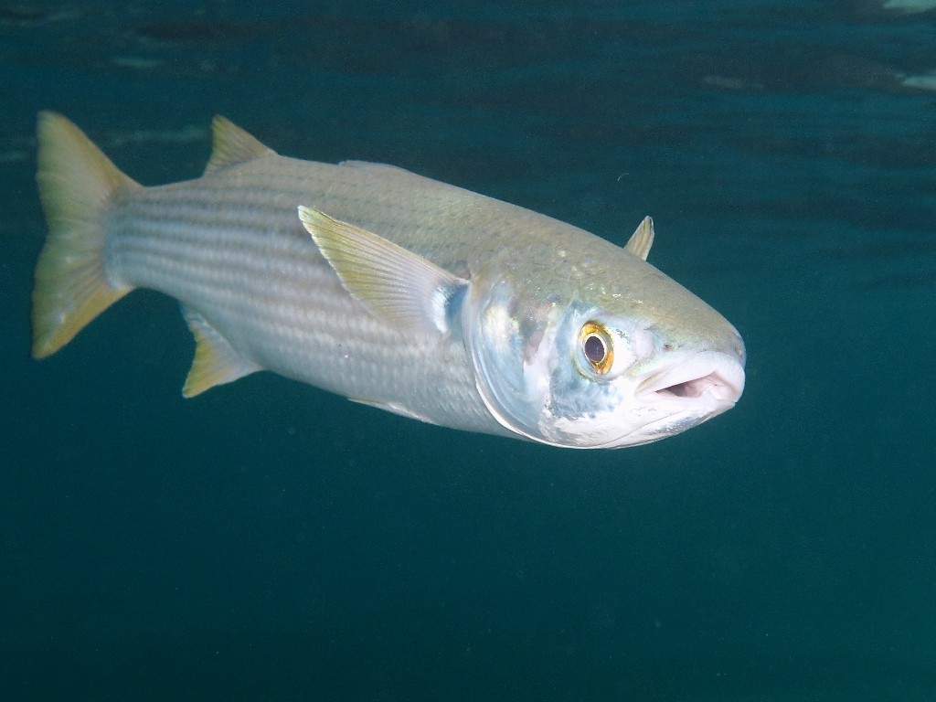 Рыбы черного моря - обзор промысловых и редких рыб. 145 фото и видео описание основных видов