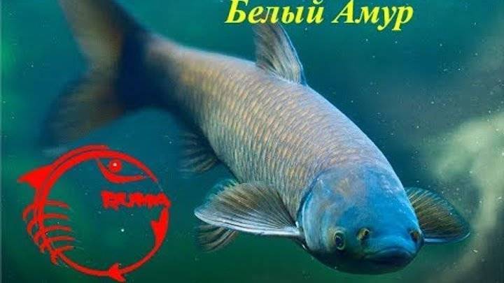 Рыба «Амур белый» фото и описание