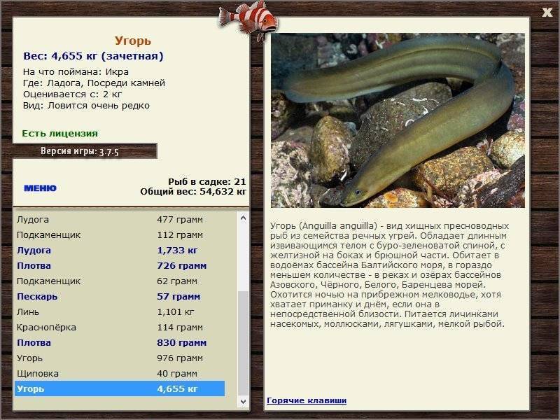 Рыба усач – разновидности, описание, места обитания, способы ловли