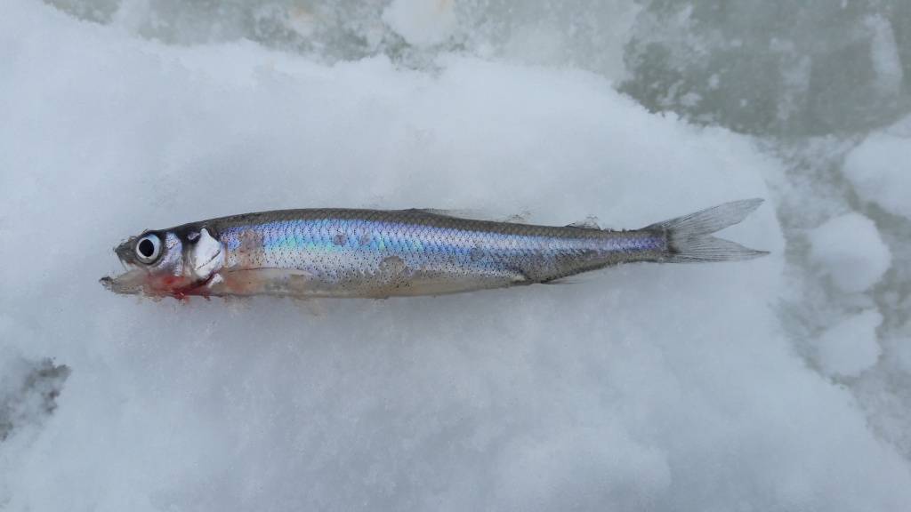 Рыба рипус: описание, фото и видео, ловля зимой на лампочку