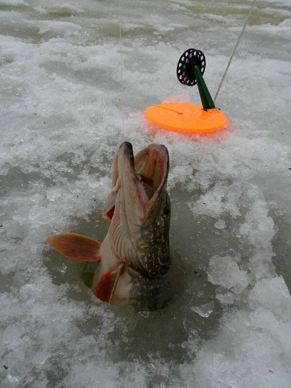 Рыбалка на жерлицы по первому льду: базовые принципы
