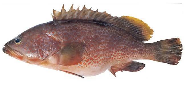 Рыба с красными плавниками (речная): как называется, где водится, виды