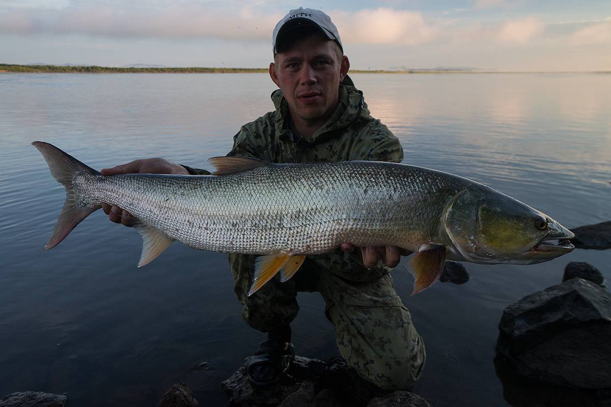 Рыба желтощек: описание, распространение, питание и нерест | zdavnews.ru | zdavnews.ru