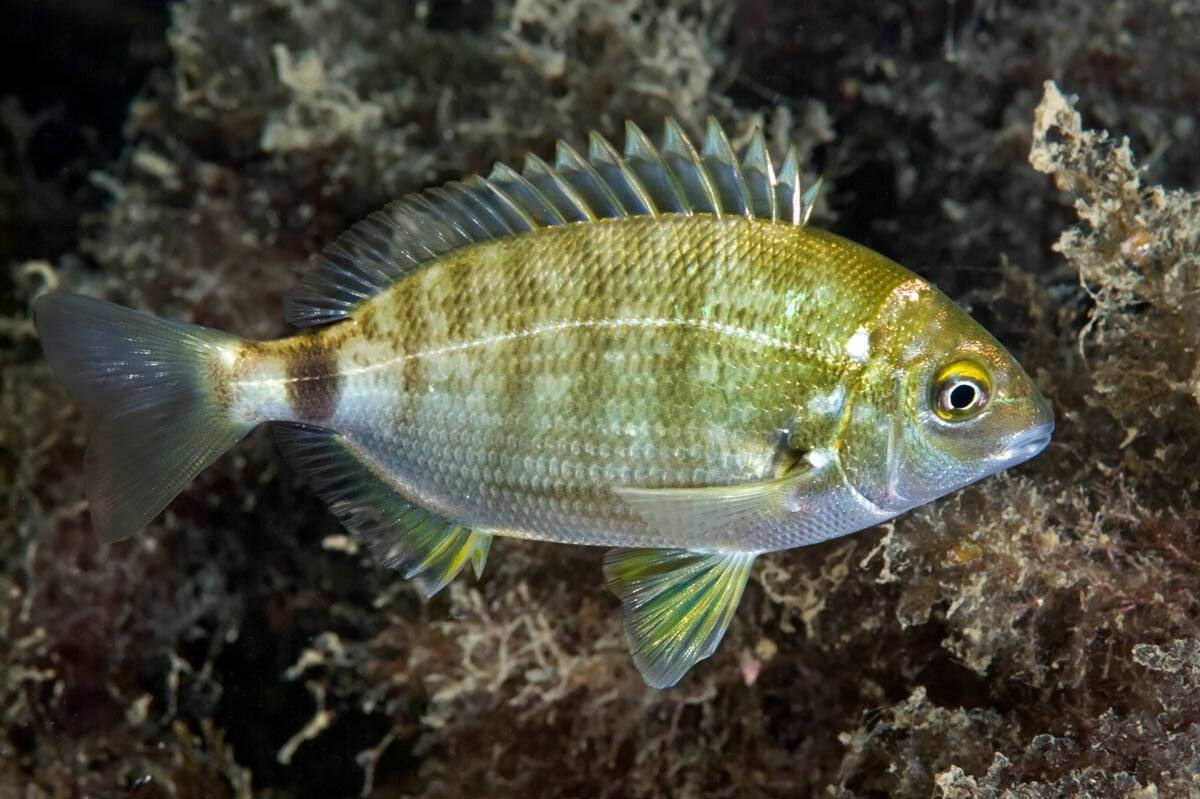 Рыба дальнего востока: виды, названия и фото