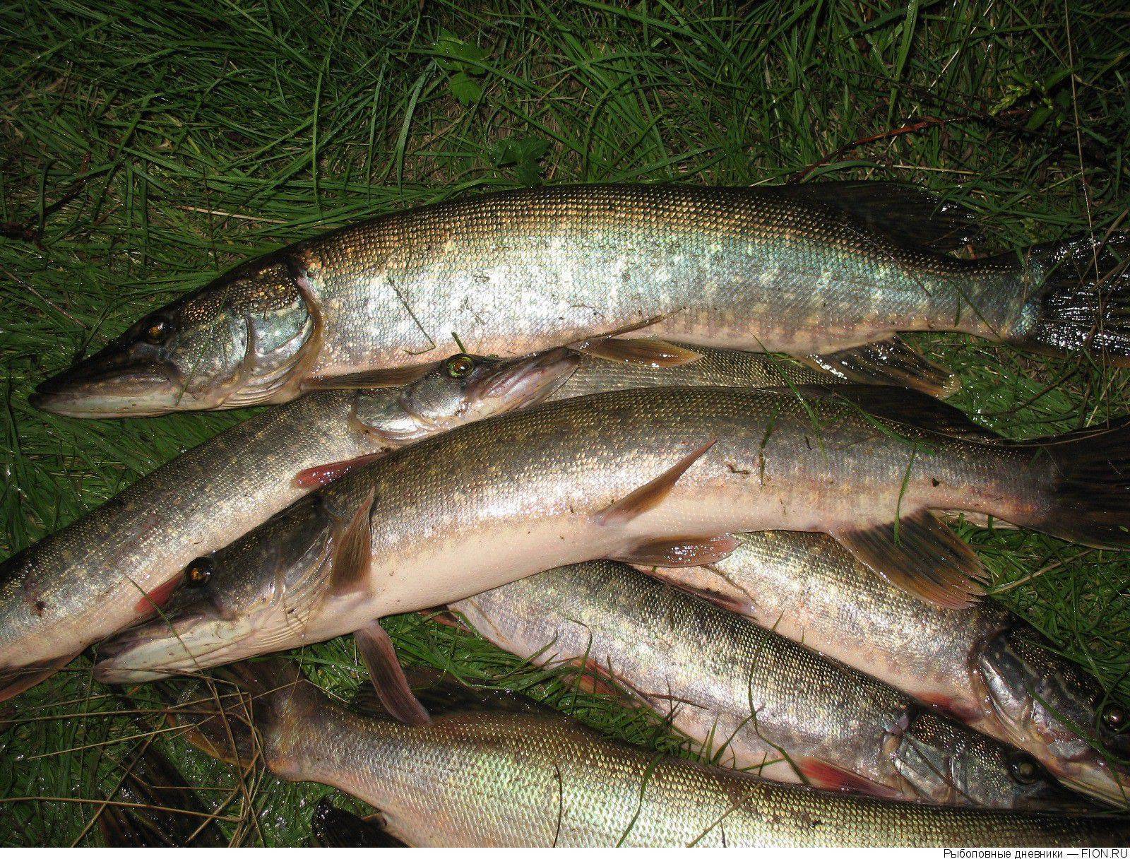 Нерестовый запрет 2020 рязанская область. новый закон о рыбалке