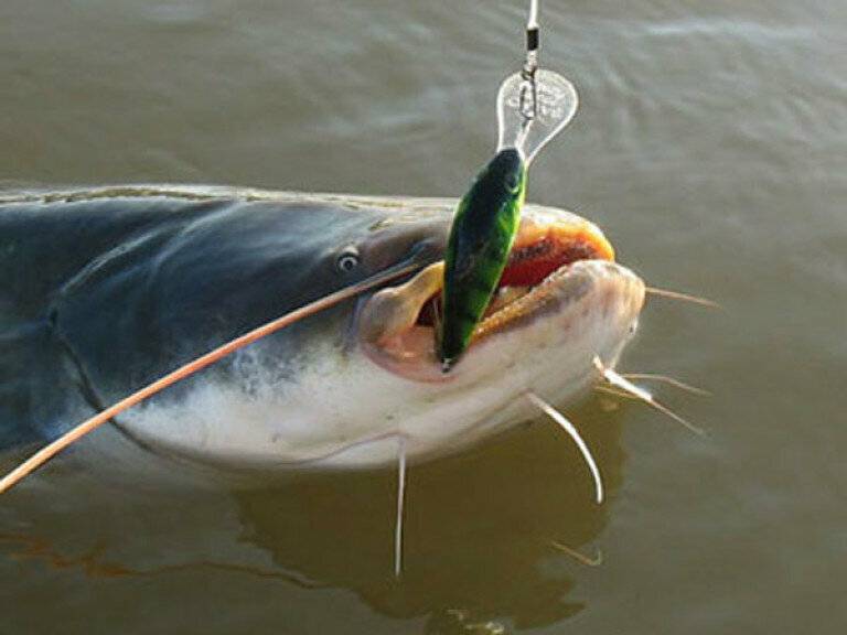 Троллинговая рыбалка: снасти и советы по ловле щуки