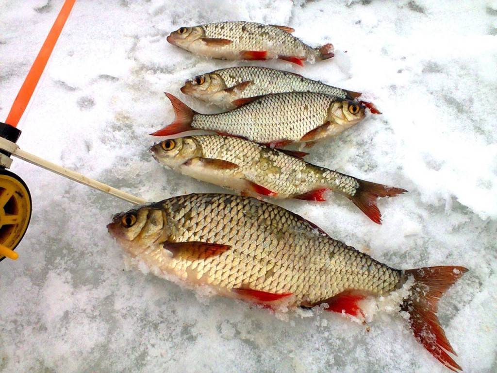Ловля плотвы по первому льду ~ рыбалка на плотву в декабре