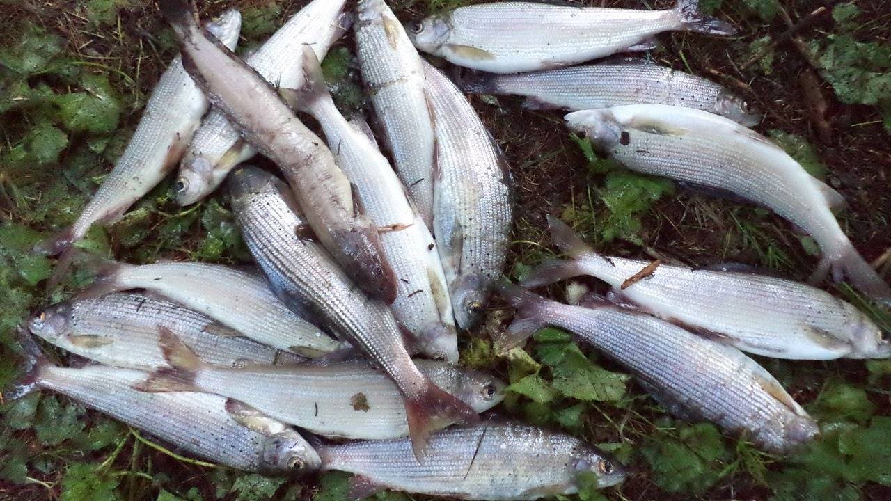 Рыбалка на алтае: особенности ловли в алтайском крае, где лучше клюет рыба