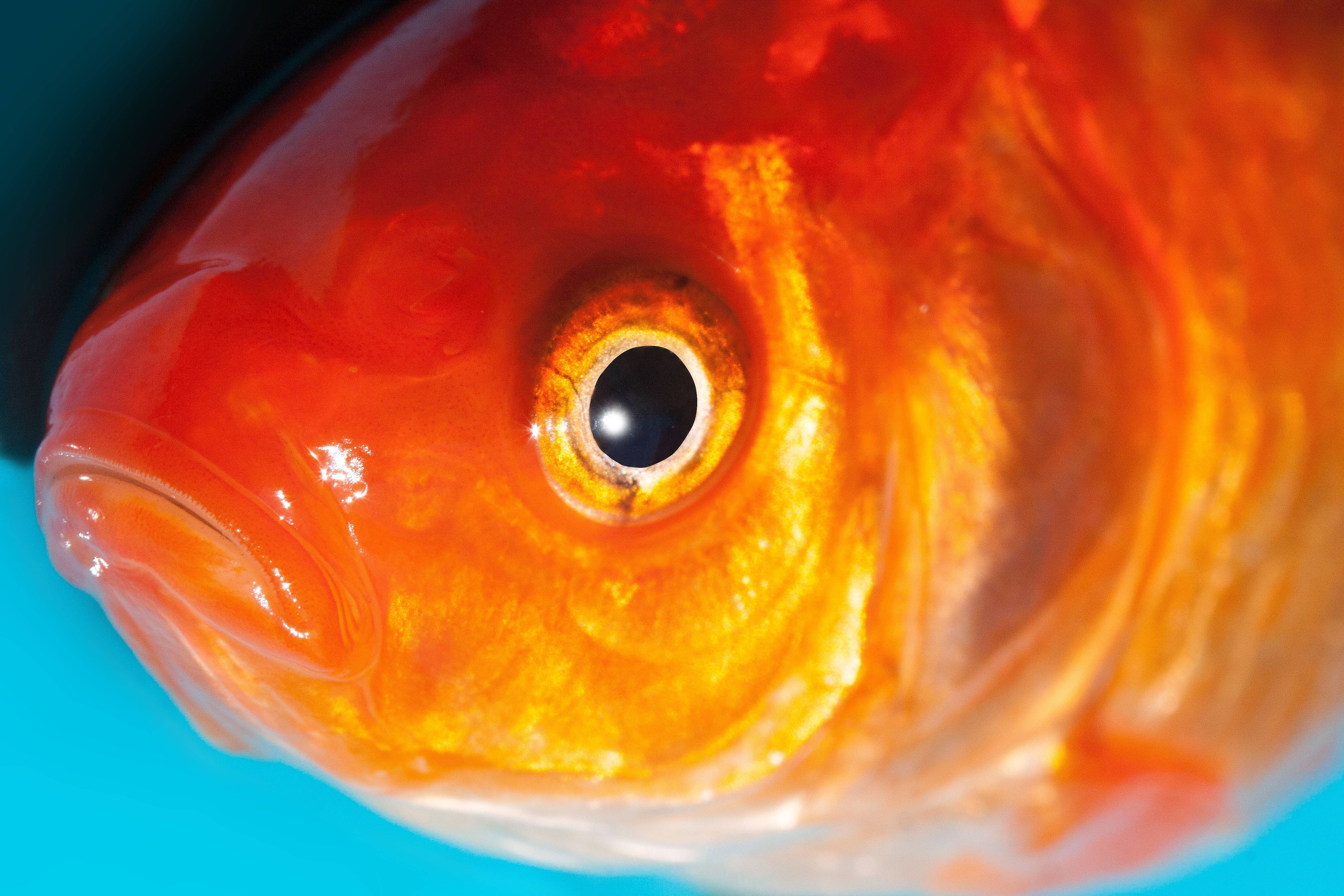 Рыба-телескоп: содержание в домашнем аквариуме, уход за пучеглазой рыбкой