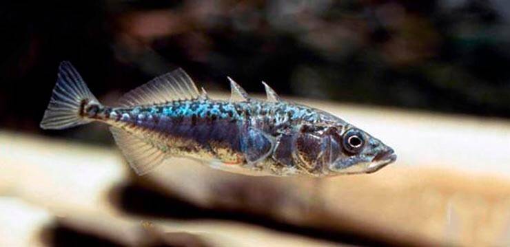 Описание рыбы колюшки, ее среда обитания и образ жизни