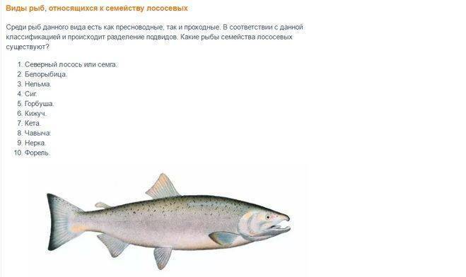 Морская и речная нежирная рыба: список сортов для диеты