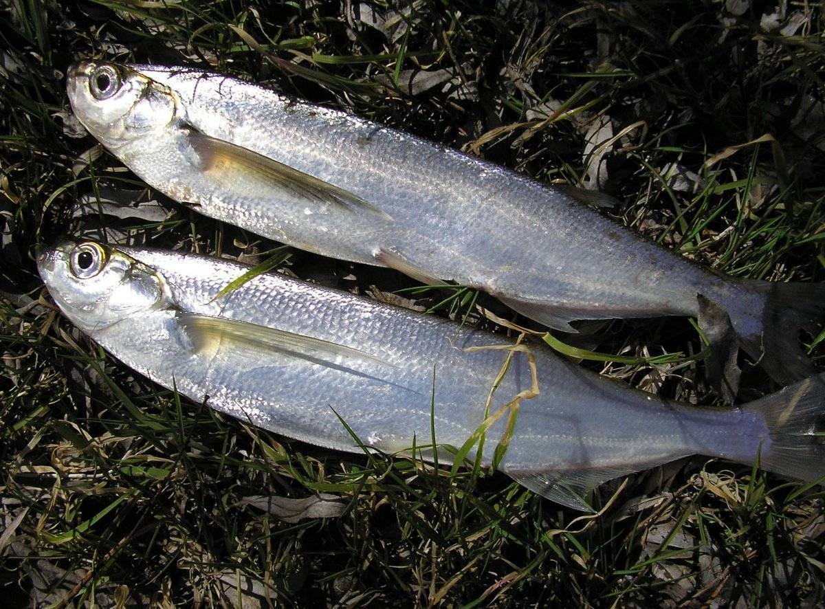 Рыбалка на чехонь по сезонам: календарь активности чехони в зависимости от времени года
