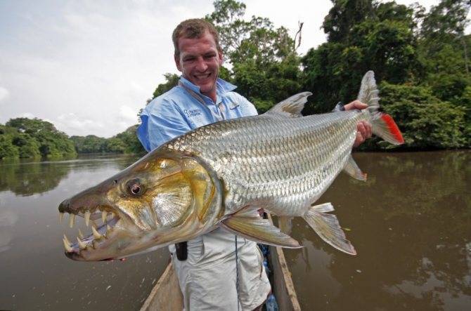 Хищный гидроцин — большая тигровая рыба