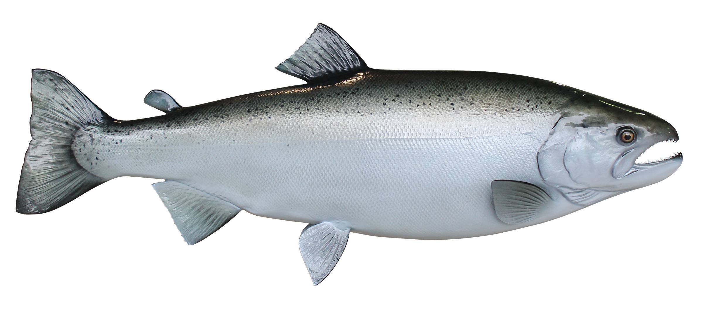 Основная информация о красной рыбе кижуч: где обитает, польза и вред, рецепты приготовления