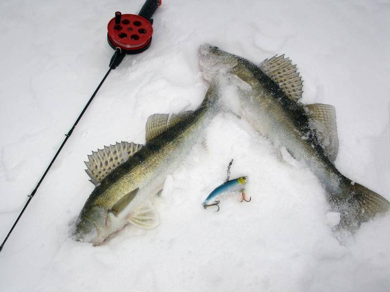 Зимняя рыбалка на ратлины: описание приманки для ловли судака и щуки, критерии выбора, рейтинг лучших моделей