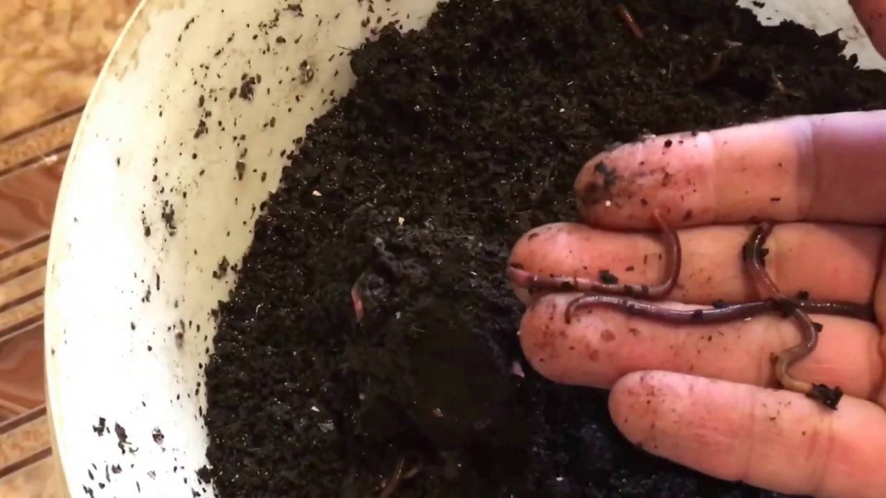 Как выращивать навозных червей в домашних условиях?