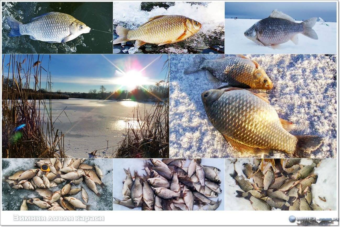 Ловля карася зимой: что нужно знать новичкам и опытным рыболовам