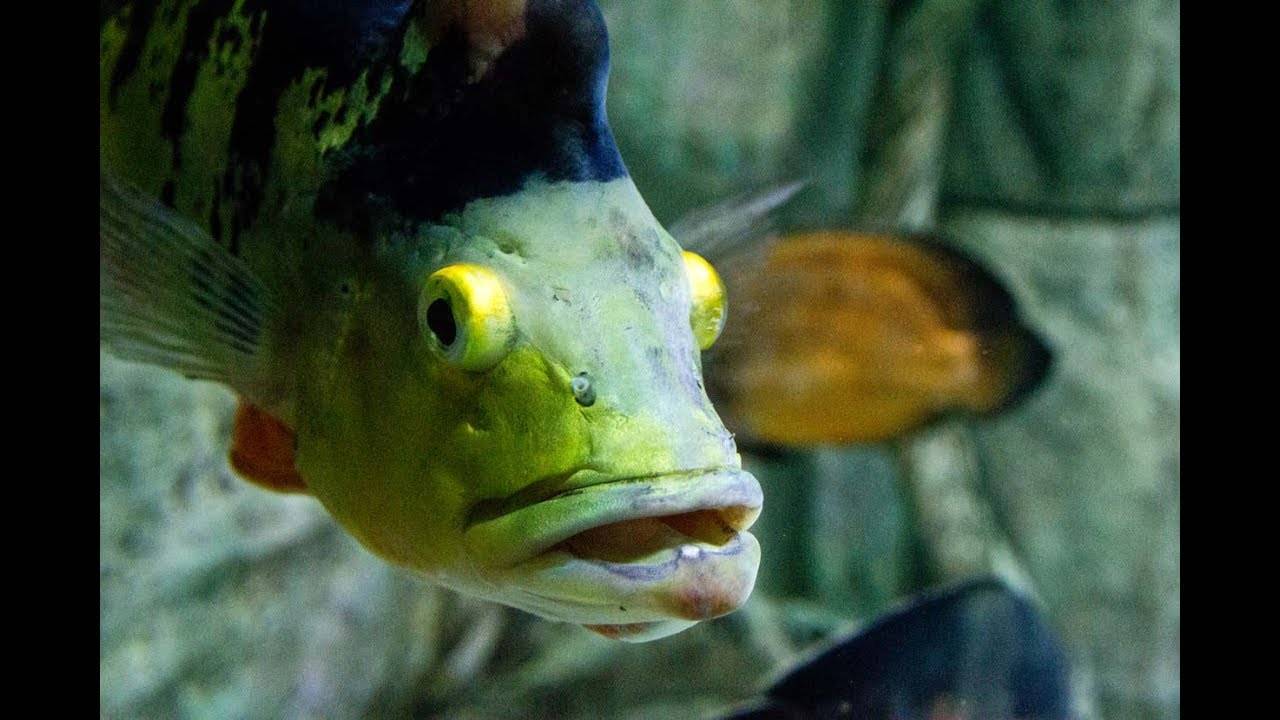 Стеклянный окунь: описание,содержание,размножение,фото,видео | аквариумные рыбки