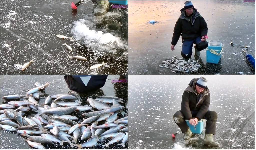 Ловля плотвы – рыбалка зимой, весной, летом и осенью + видео и фото