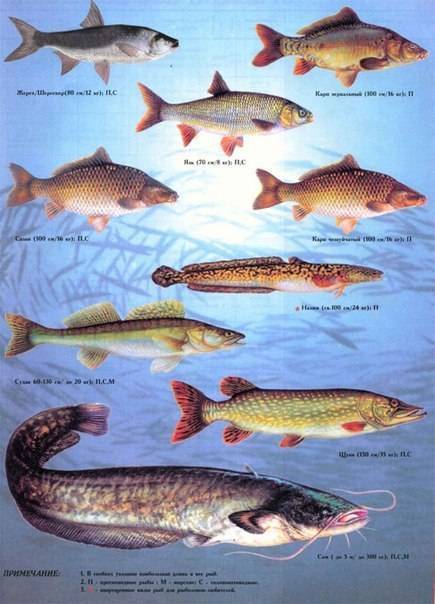Болезни речных рыб фото с описанием