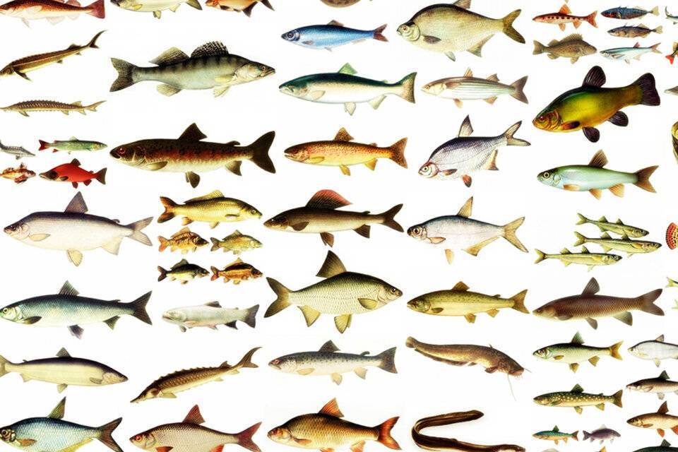 Рыба дальнего востока: виды, названия и фото
